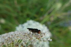 Chrysogaster