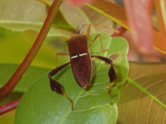 Leptoglossus cinctus