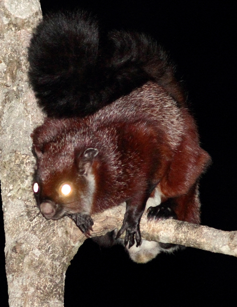 Yunnan Giant Flying Squirrel