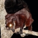 Yunnan Giant Flying Squirrel - Photo (c) Lee E. Harding, some rights reserved (CC BY-NC), uploaded by Lee E. Harding