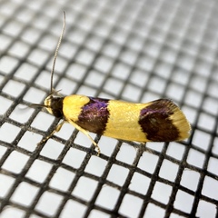 Telecrates laetiorella