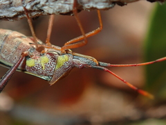 Leptoglossus cinctus