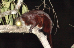 Petaurista yunanensis