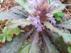 Ajuga decumbens