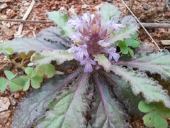 Ajuga decumbens