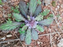 Ajuga decumbens