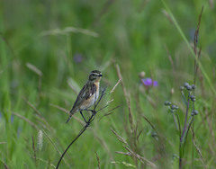 Saxicola rubetra