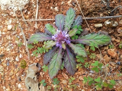 Ajuga decumbens