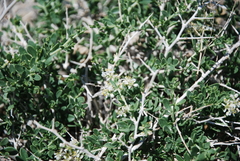 Nitraria sibirica