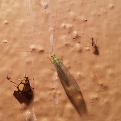 Deuterarcha xanthomela