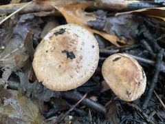 Agaricus depauperatus