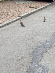 Streptopelia senegalensis