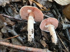 Agaricus depauperatus