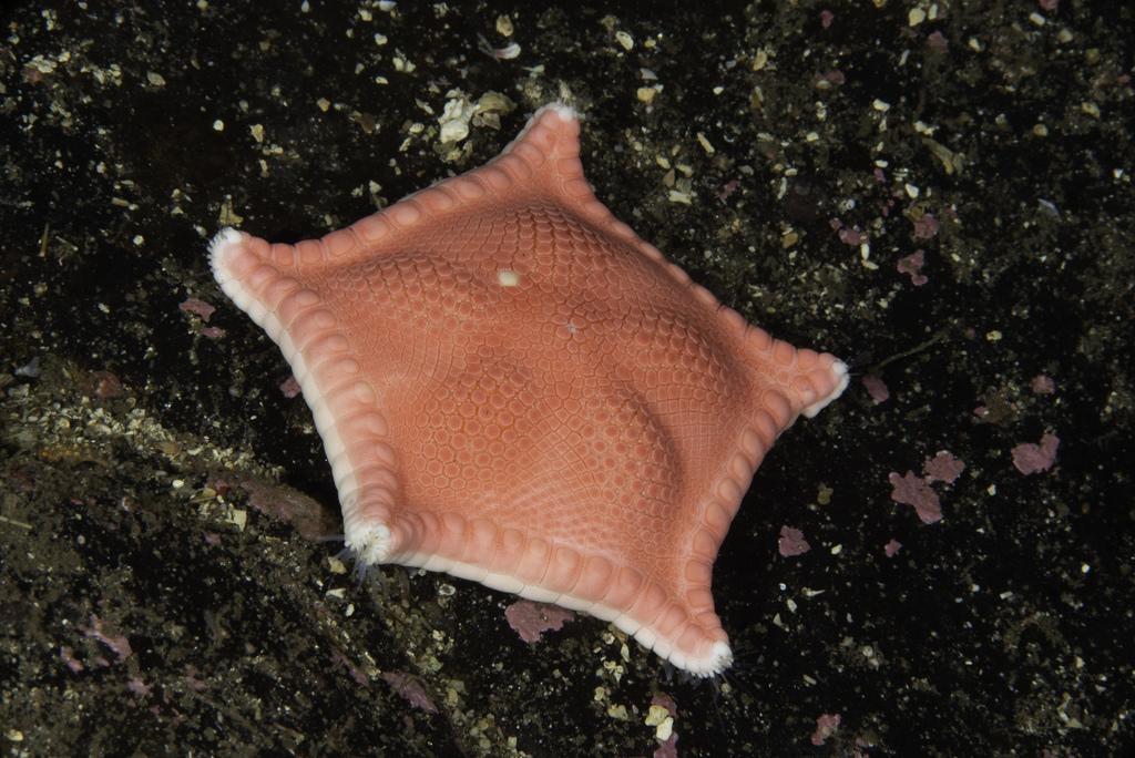 Ceramaster granularis