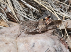 Trimerotropis modesta