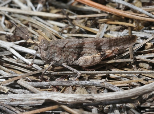 Trimerotropis modesta Bruner, 1889