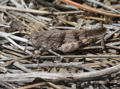 Trimerotropis modesta