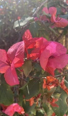Bougainvillea spectabilis