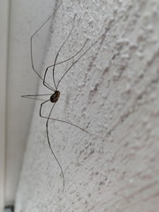 Leiobunum rotundum