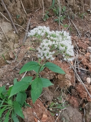 Eupatorium chinense