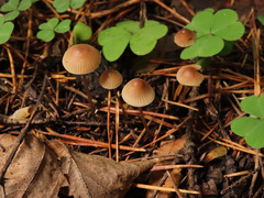 Mycena metata
