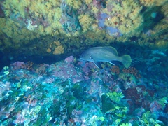 Sciaena umbra