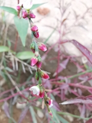 Persicaria pubescens
