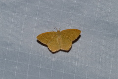 Thalera pistasciaria