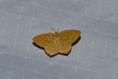 Thalera pistasciaria