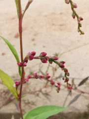 Persicaria pubescens