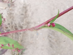 Persicaria pubescens