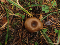 Clitocybe metachroa