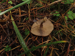 Clitocybe metachroa