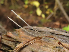 Macrotyphula phacorrhiza