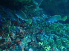 Sciaena umbra