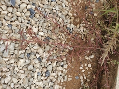 Ludwigia prostrata