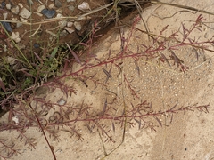 Ludwigia prostrata