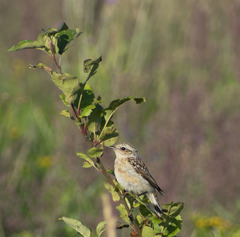 Saxicola rubetra