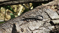 Maracaiba meridensis
