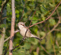 Lanius collurio