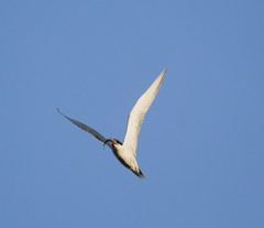 Sterna hirundo