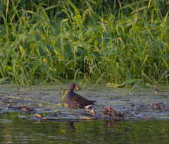 Gallinula chloropus