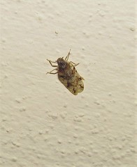 Cixiosoma bonaerense