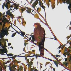 Accipiter nisus