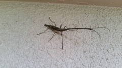 Lasiorhynchus barbicornis