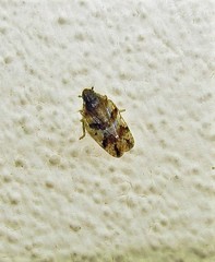 Cixiosoma bonaerense
