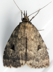 Parahypenodes quadralis