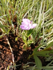 Rotheca hirsuta