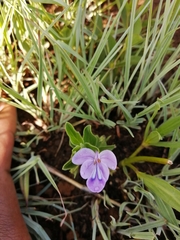 Rotheca hirsuta