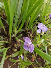Rotheca hirsuta